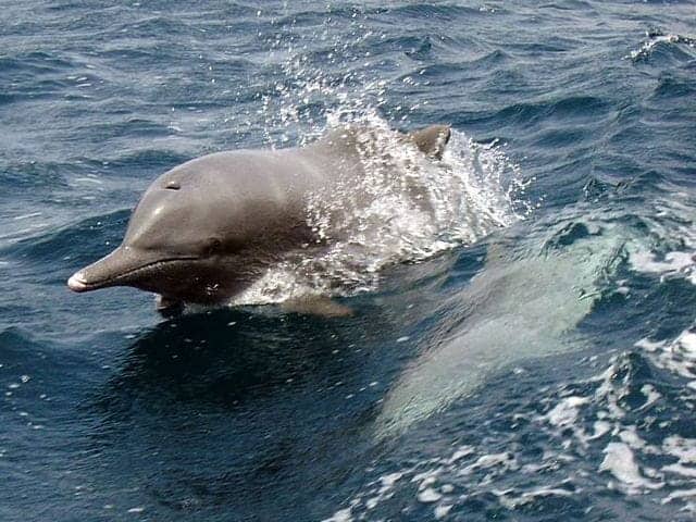 Dolphin-Fun-Facts