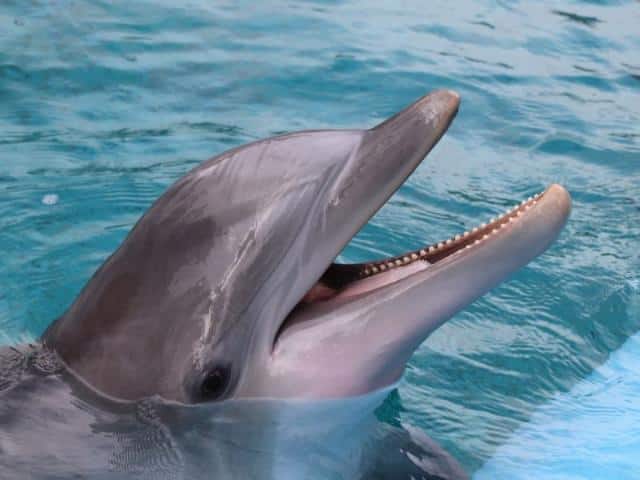 Dolphin-Fun-Facts