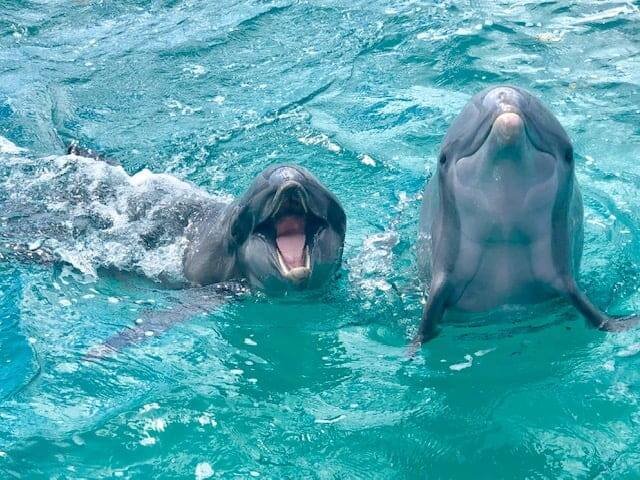 Dolphin-Fun-Facts