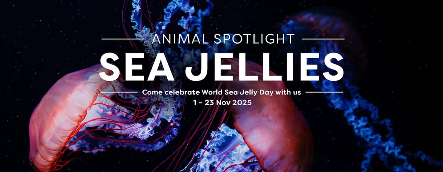 Celebrate World Sea Jelly Day - Animal Spotlight: Sea Jellies Tour - Singapore Oceanarium