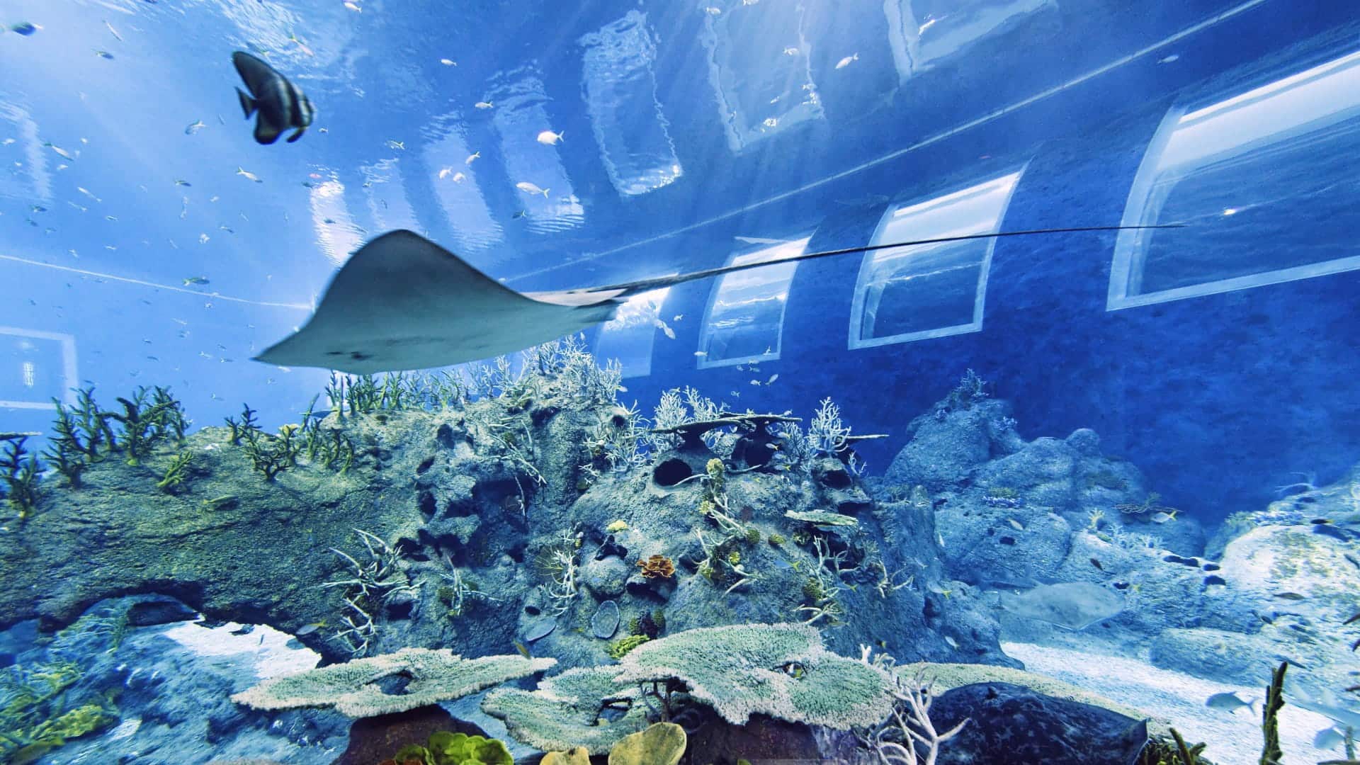Open Ocean Habitat at SEA Aquarium