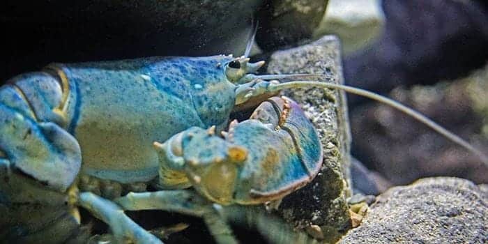 Blue lobster