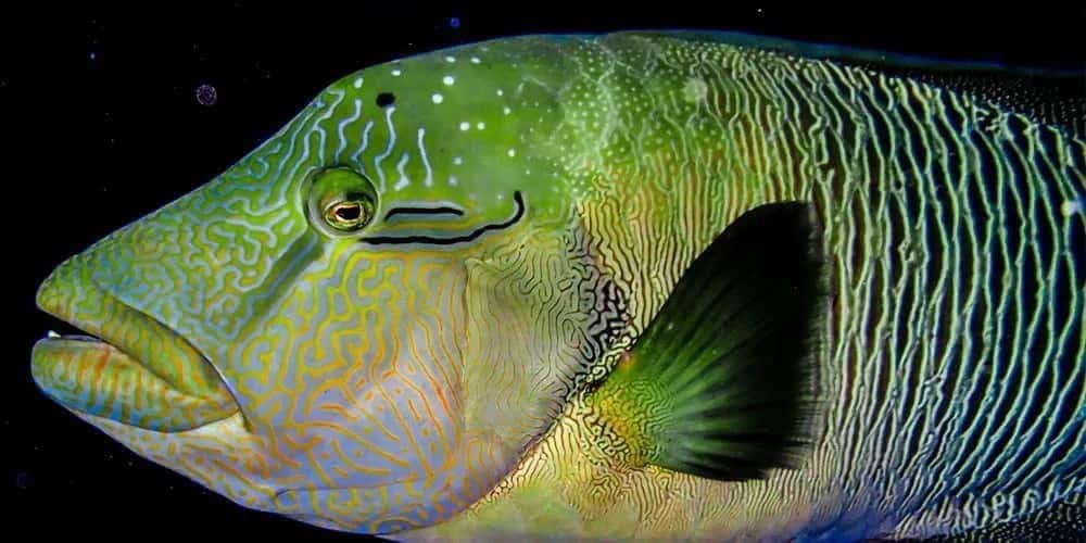 Napoleon wrasse