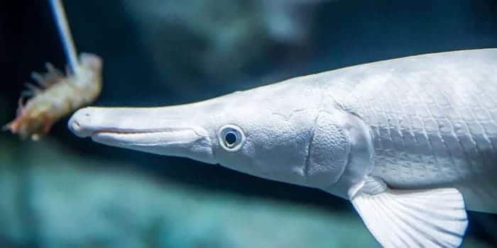 Platinum alligator gar