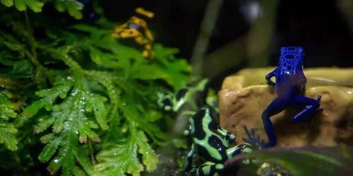 Poison arrow frog