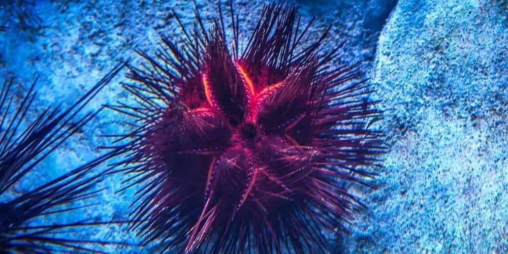 Red sea urchin