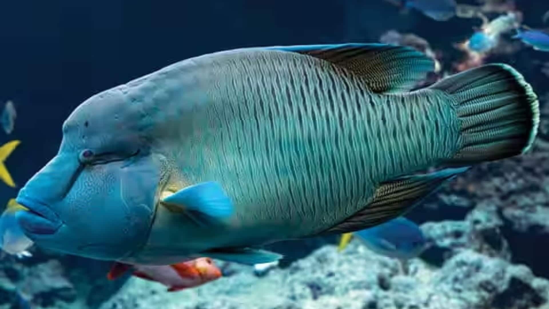 Napoleon Wrasse swimming in water at SEAA