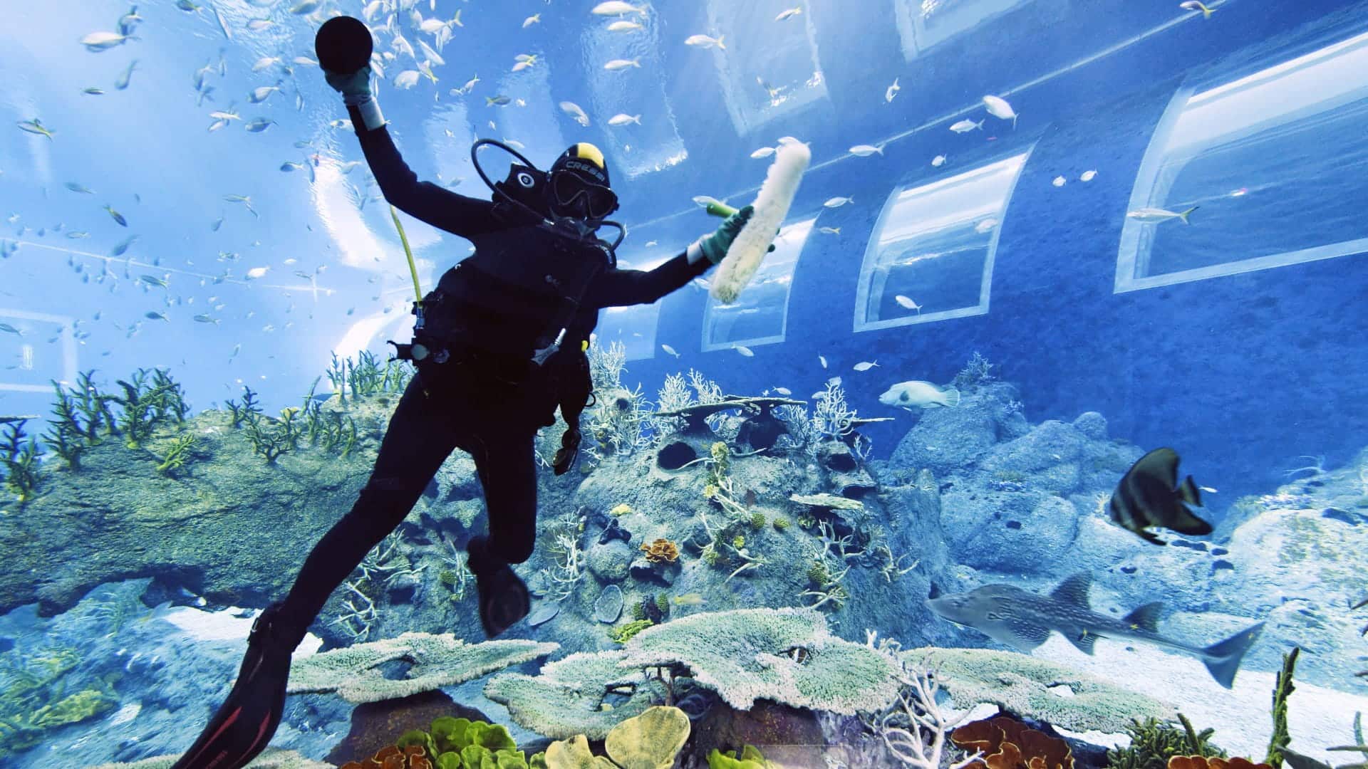 Diver cleaning a habitat in one of the aquariums at S.E.A. Aquarium