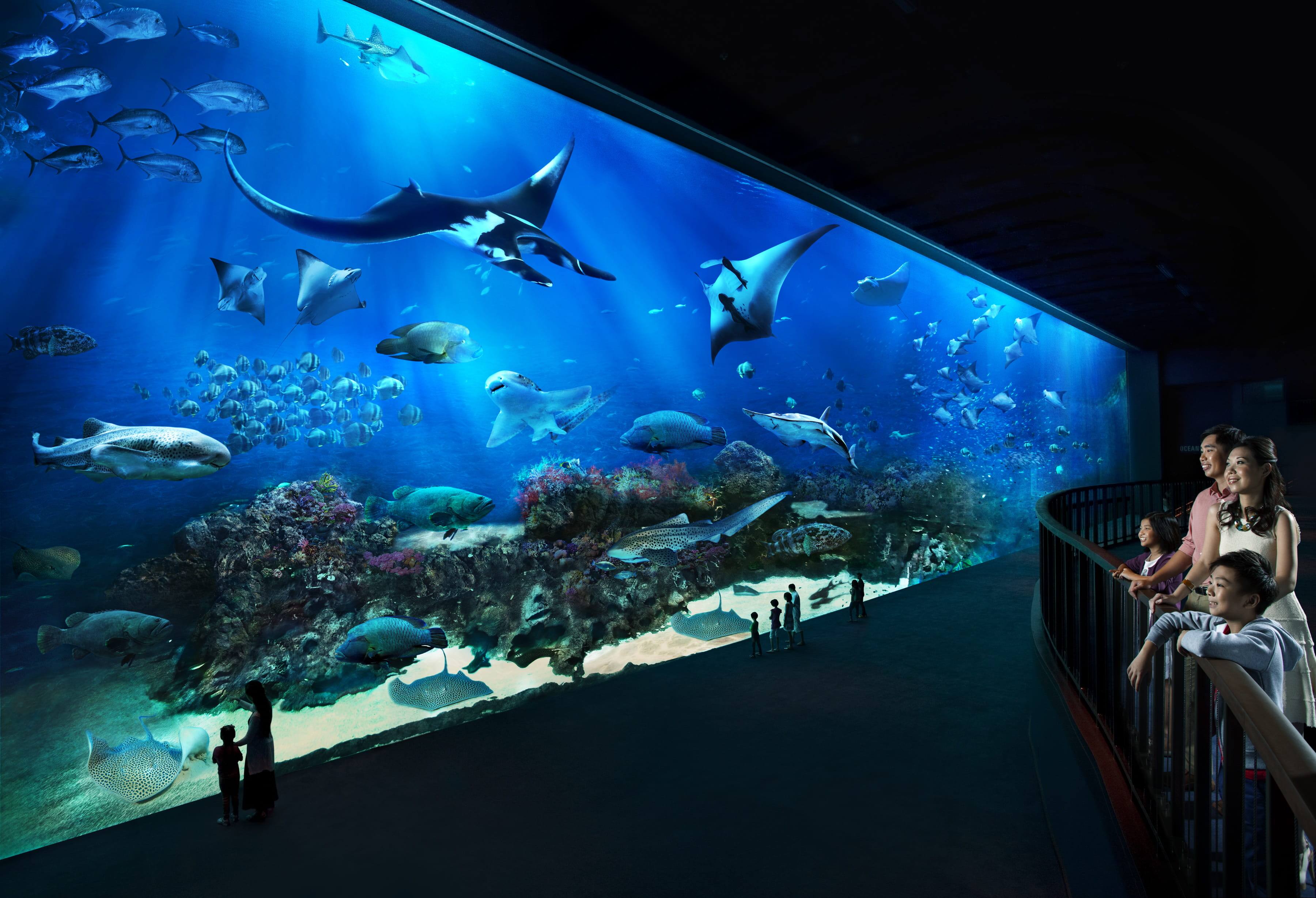 Open Ocean Habitat gallery at S.E.A. Aquarium