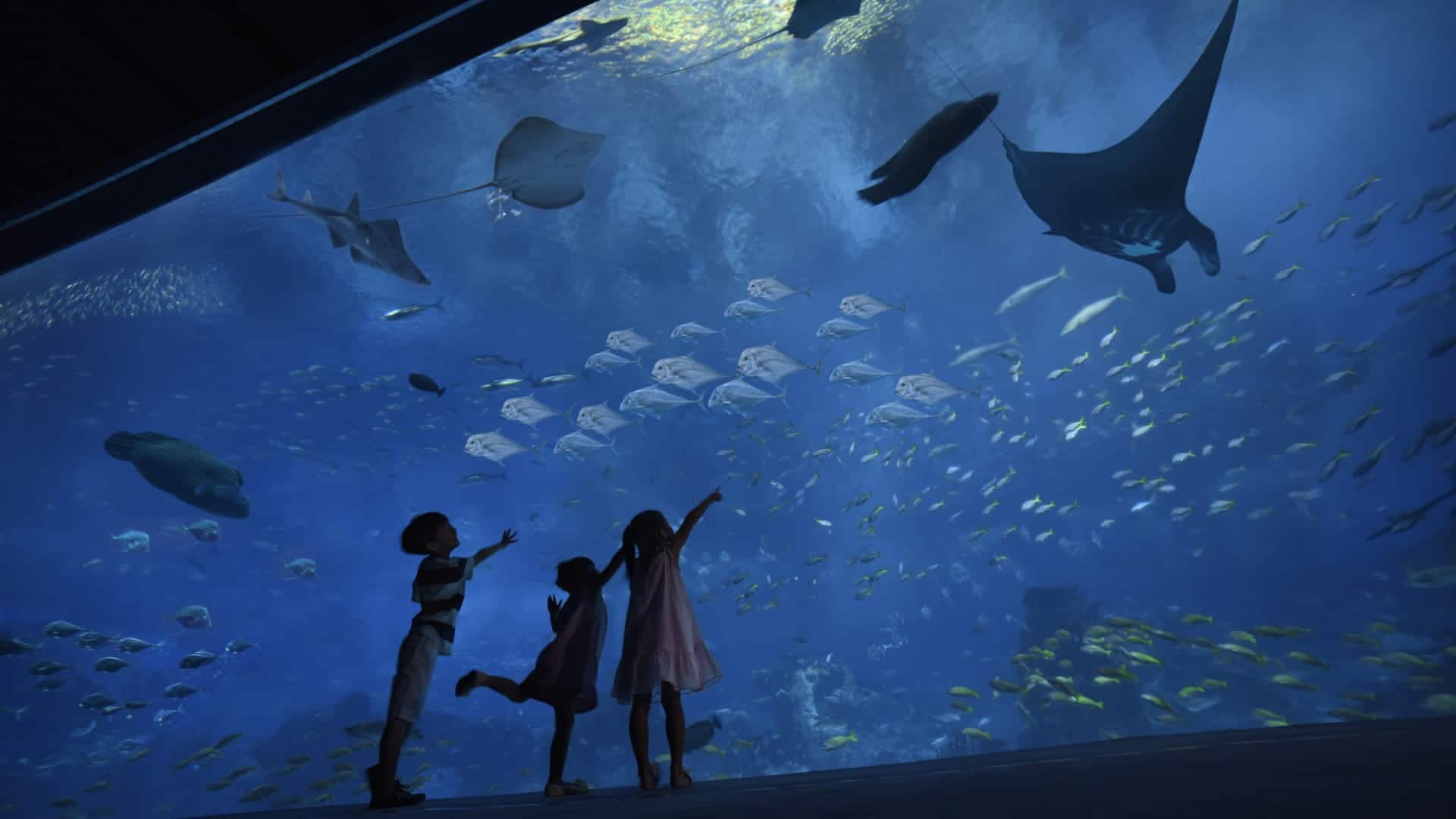Open Ocean Habitat gallery at S.E.A. Aquarium