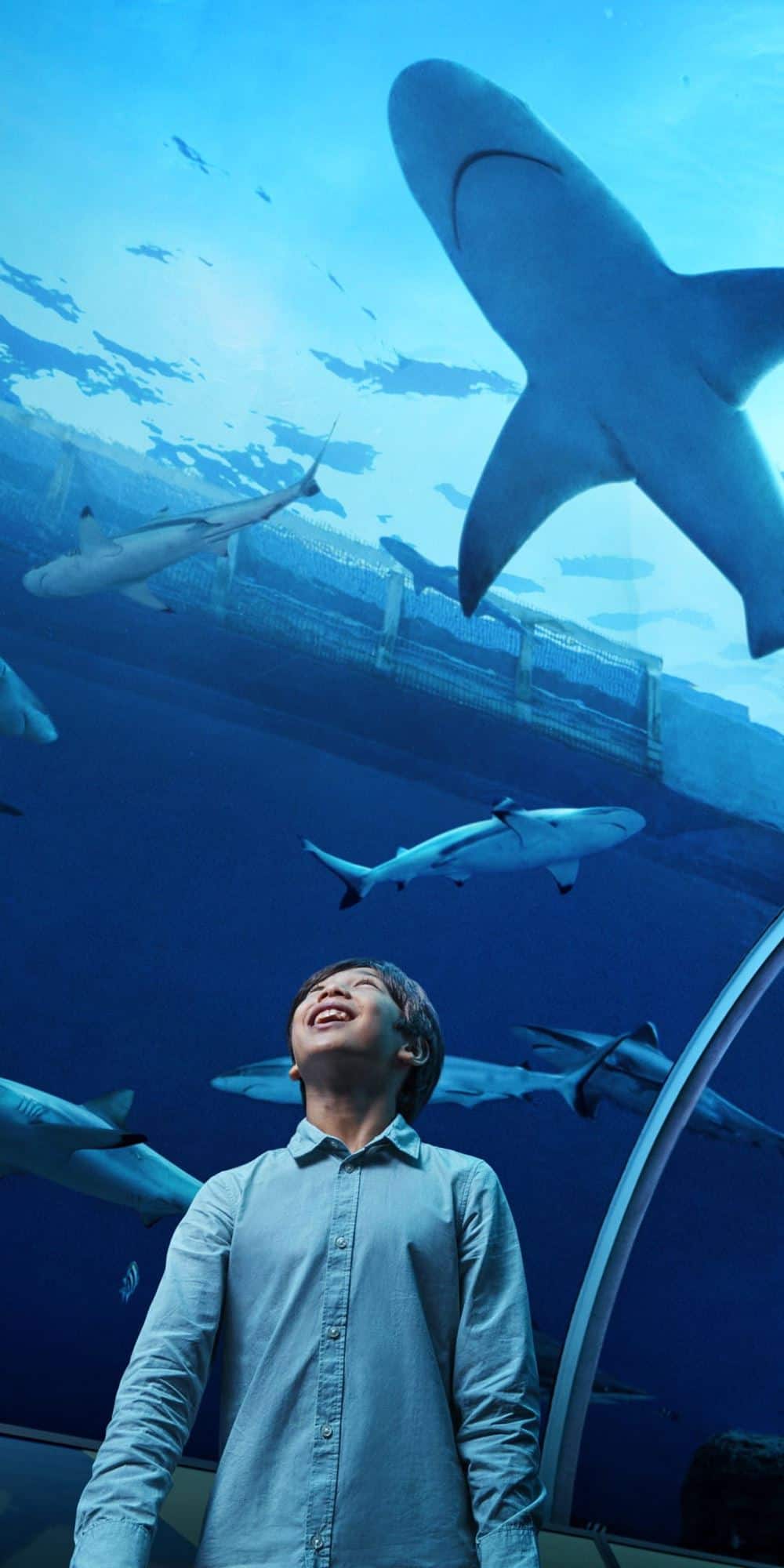 玩转S.E.A. 海洋馆的内幕指南