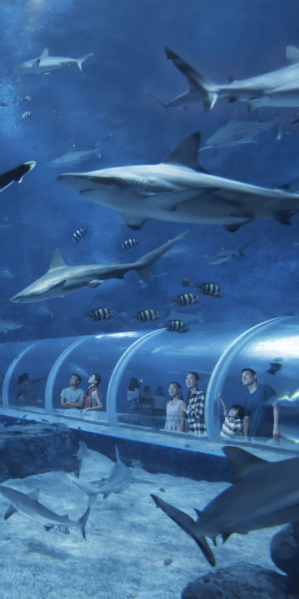 S.E.A. 海洋馆鲨鱼小课堂