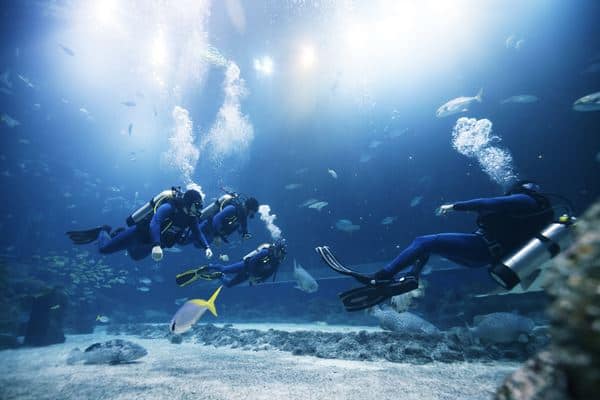 Singapore Oceanarium Dive Programmes Complete Guide – Open Ocean Dive is a guided experience for certified divers who want to spend their time among a broad mix of marine life