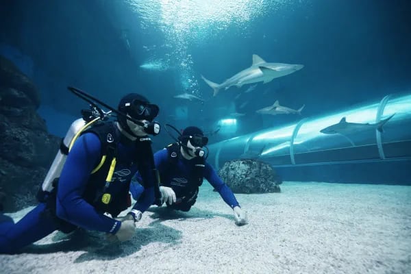 Singapore Oceanarium Dive Programmes Complete Guide – PADI AWARE Shark and Ray Conservation Specialty Course combines conservation learning with two dives