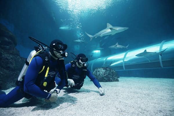 Singapore Oceanarium Dive Programmes Complete Guide – PADI AWARE Shark and Ray Conservation Specialty Course combines conservation learning with two dives