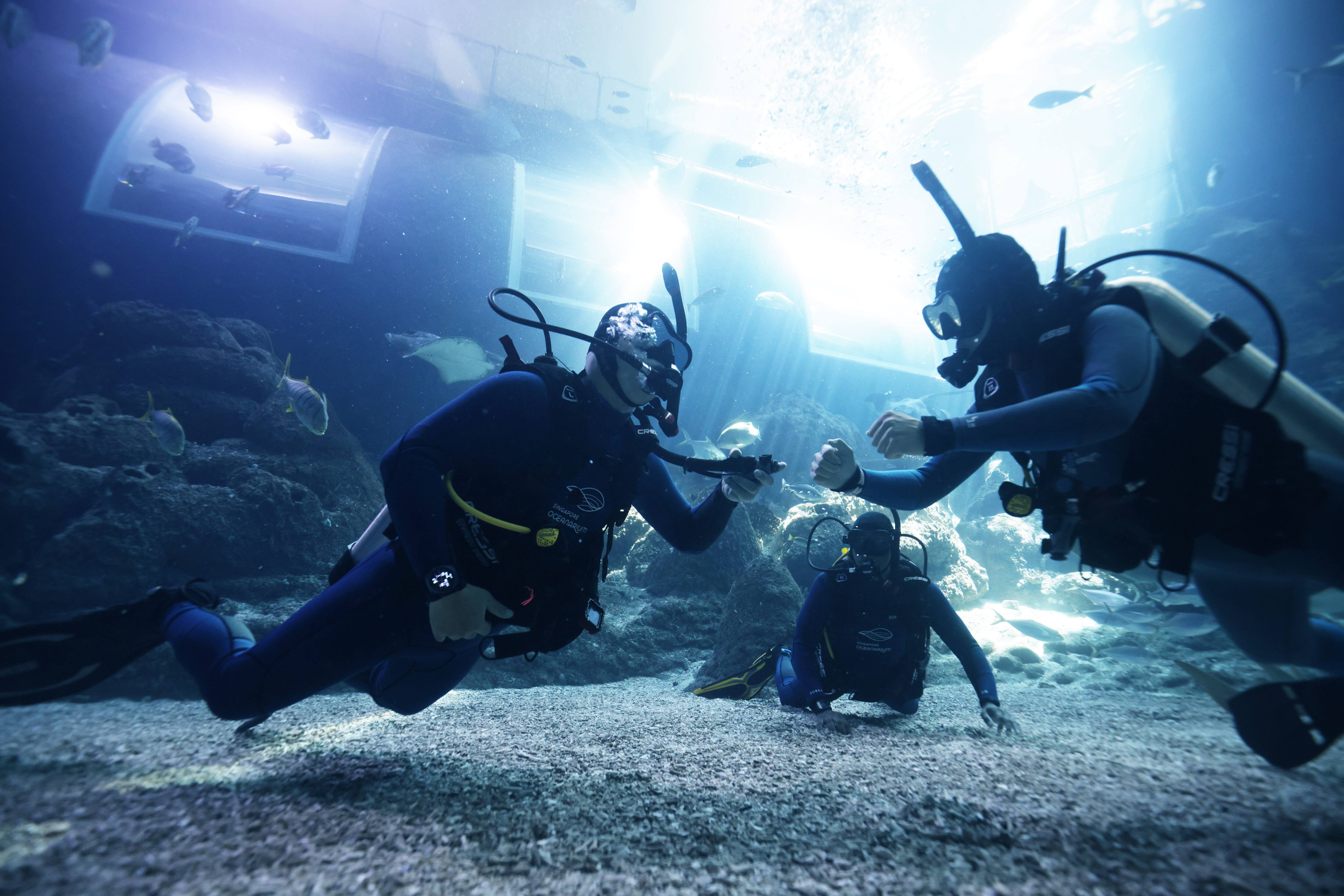 Singapore Oceanarium Dive Programmes Complete Guide – The PADI Open Water Diver Course combines eLearning, confined-water skill development and open-water dives in the Open Ocean Habitat 