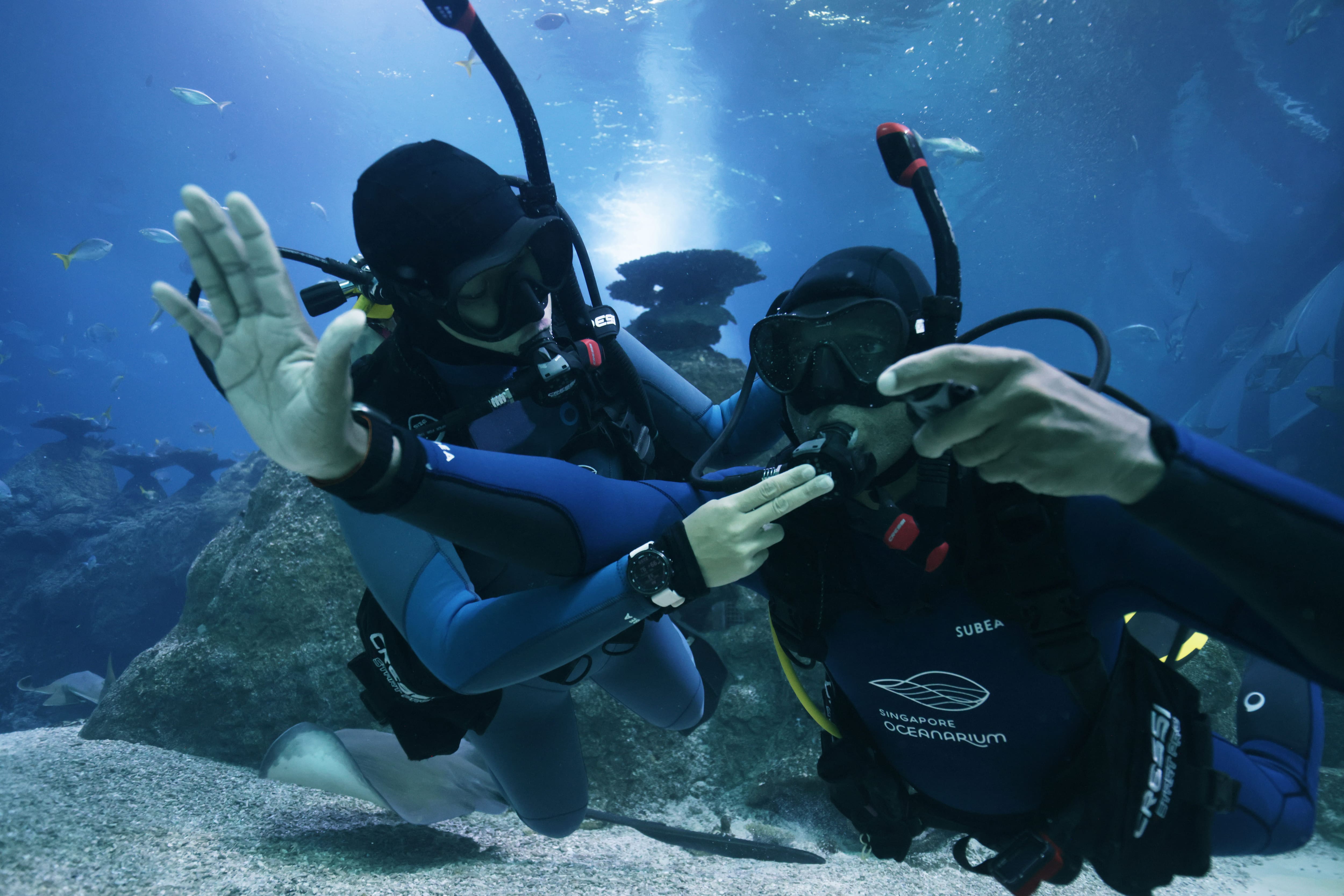 Singapore Oceanarium Dive Programmes Complete Guide – PADI ReActivate gives certified divers a structured way to review theory, safety procedures and practical techniques before the next dive trip or aquarium programme 