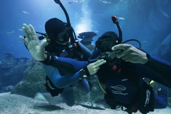Singapore Oceanarium Dive Programmes Complete Guide – PADI ReActivate gives certified divers a structured way to review theory, safety procedures and practical techniques before the next dive trip or aquarium programme