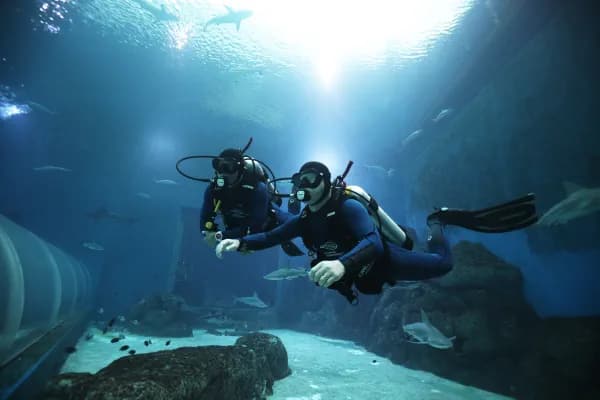 Singapore Oceanarium Dive Programmes Complete Guide – Shark Dive places the emphasis on the animals in Shark Seas, where certified divers may encounter species such as scalloped hammerhead, silvertip and sandbar sharks while observing how these predators move and behave at close range