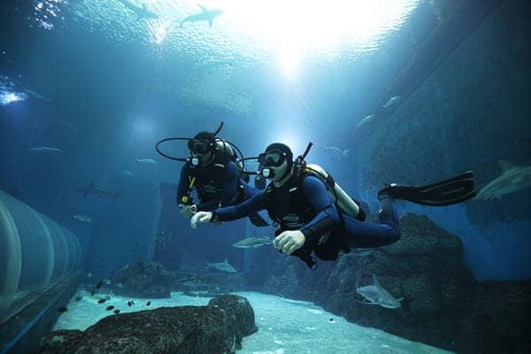 Singapore Oceanarium Dive Programmes Complete Guide – Shark Dive places the emphasis on the animals in Shark Seas, where certified divers may encounter species such as scalloped hammerhead, silvertip and sandbar sharks while observing how these predators move and behave at close range