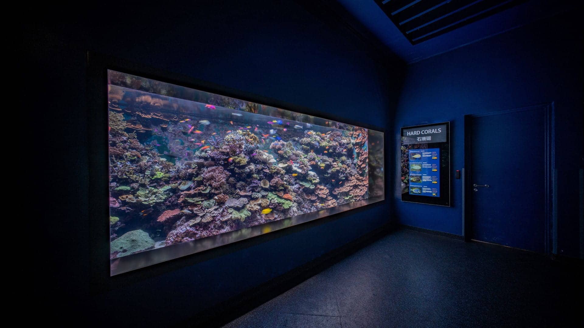 Hard Corals habitat at SEA Aquarium