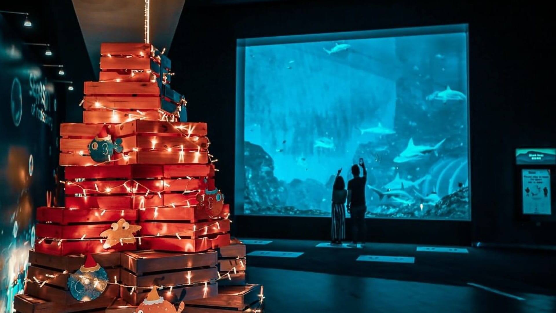 Your Complete Island Christmas - Seaason Of Rediscovery At Sea Aquarium 1920x1080 