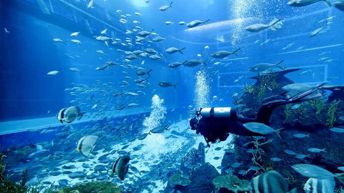SEAA diver feeding marine animals