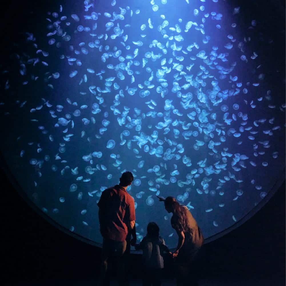 Mother's Day Deals - Singapore Oceanarium - Mums enjoy S$15 off dining within Singapore Oceanarium - 1000x1000