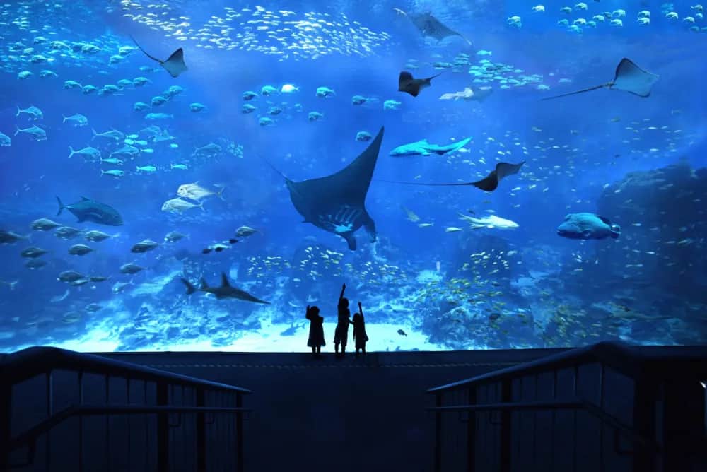 Kids viewing Open Ocean Habitat at SEA Aquarium