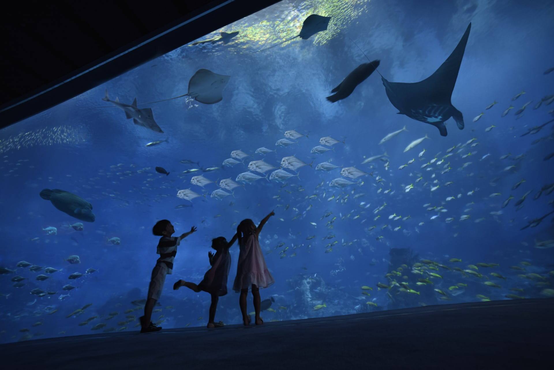 Kids at SEA Aquarium Open Ocean Habitat