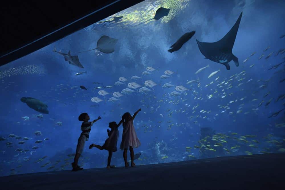 Kids at SEA Aquarium Open Ocean Habitat