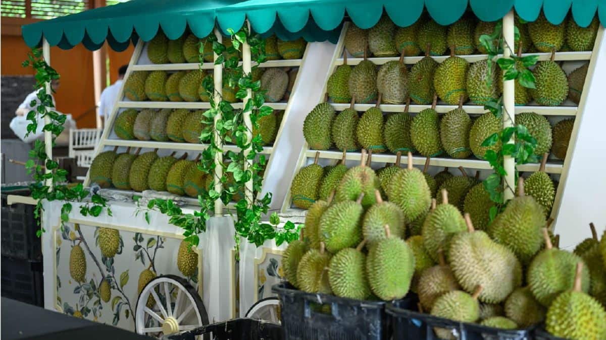 All Hail the King - Durian Variety