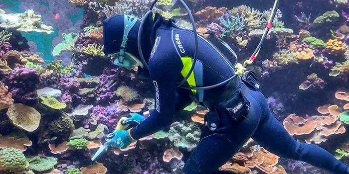 Diver cleaning the corals and rocks in one of the aquariums at S.E.A. Aquarium