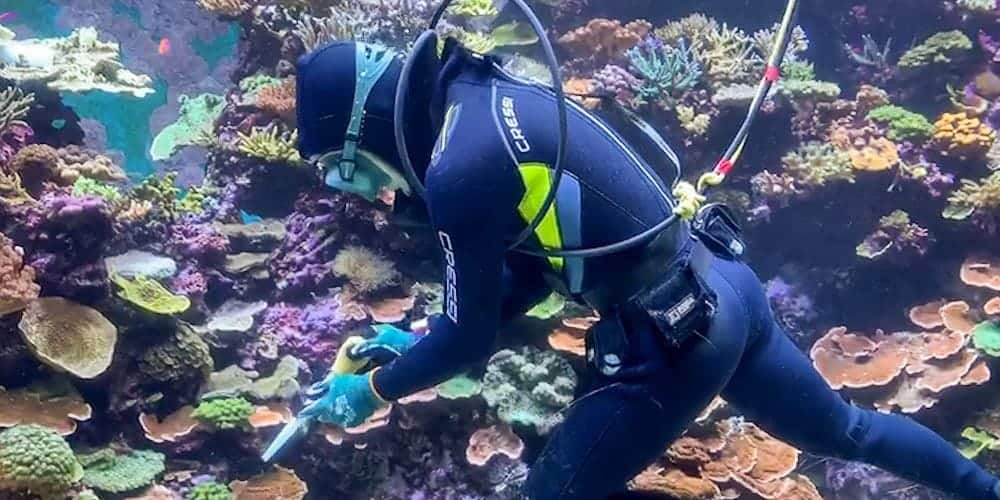 Cleaning one of the worlds largest aquariums SEA Aquarium 1