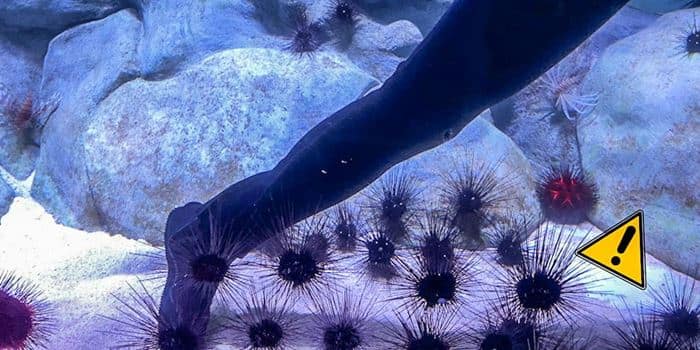 Diver maneuvering around sea urchins