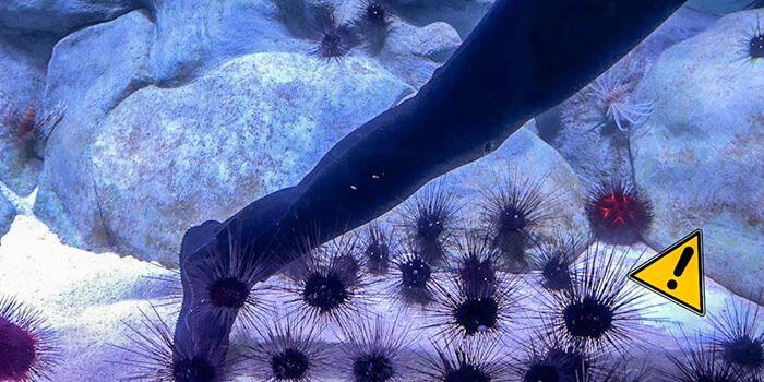 Diver maneuvering around sea urchins