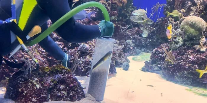 Siphon valve used in extracting debris from the aquarium’s sand bed