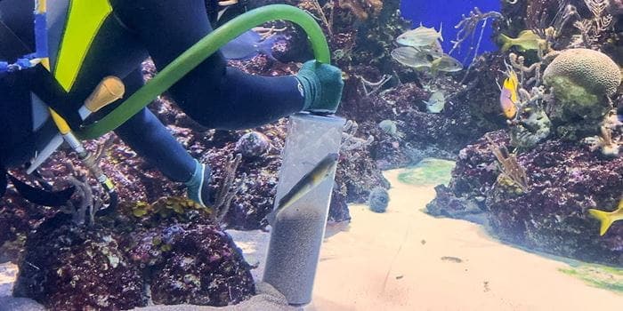 Siphon valve used in extracting debris from the aquarium’s sand bed