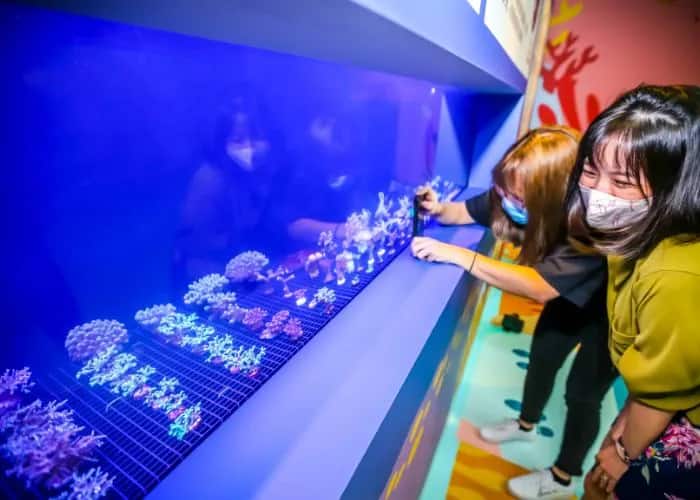 Coral fragments showcased at S.E.A. Aquarium