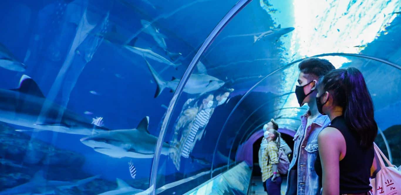 Universal Studios Singapore is Southeast Asia’s first 82 Insider Guide to Exploring SEA Aquarium