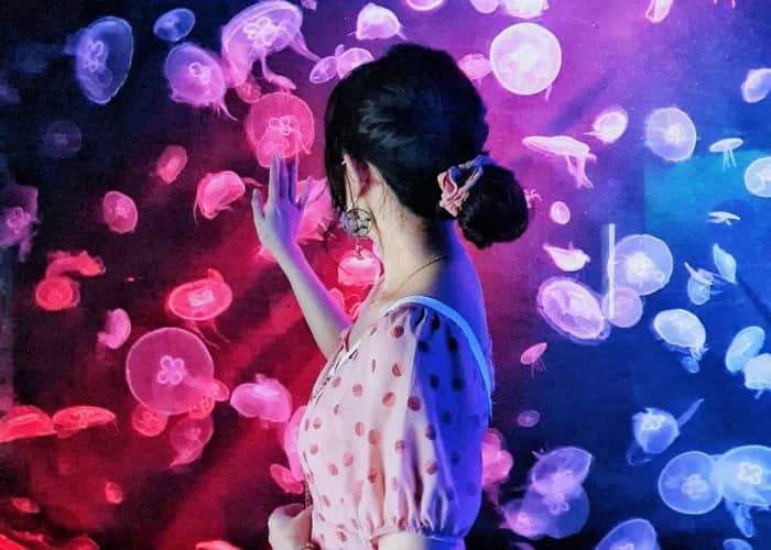 Glowing moon sea jellies exhibit at S.E.A. Aquarium