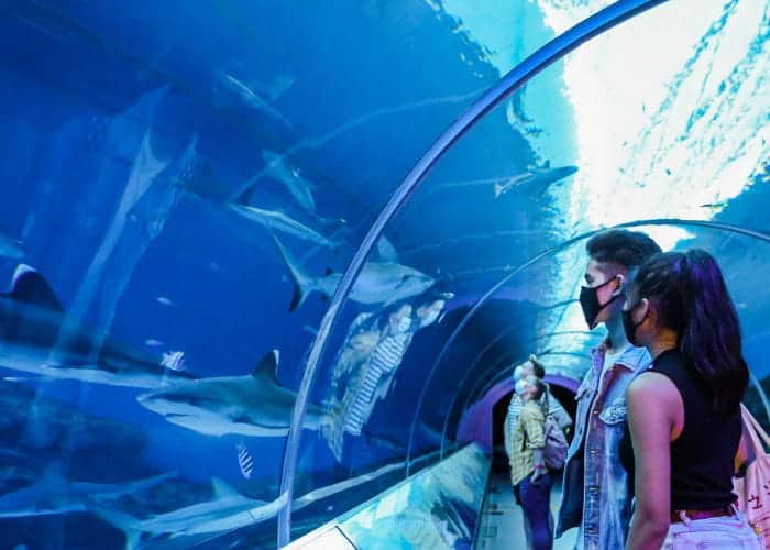 7) Shark Seas Towards the end of the aquarium, you’ll come face to face with the Apex Predators of the Sea. This exhibit is home to more than 70 sharks from 12 species. Just like the Shipwreck habitat, you can view these creatures from the underwater tunnel or the flat viewing panel. Sharks are widely misunderstood creatures, and this is where you can learn more about their importance in keeping the ocean ecosystem balanced