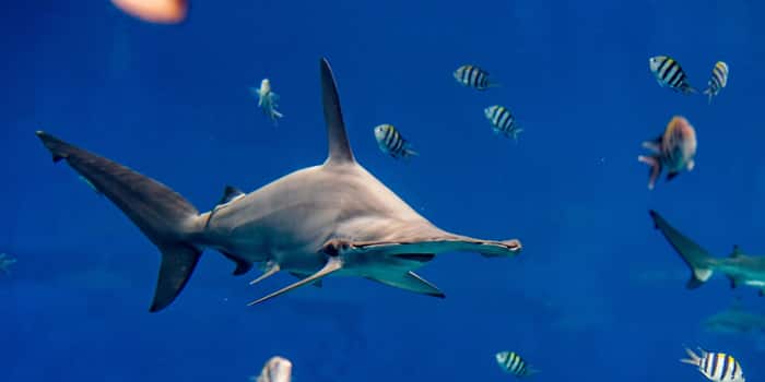 Scalloped hammerhead shark at S.E.A. Aquarium