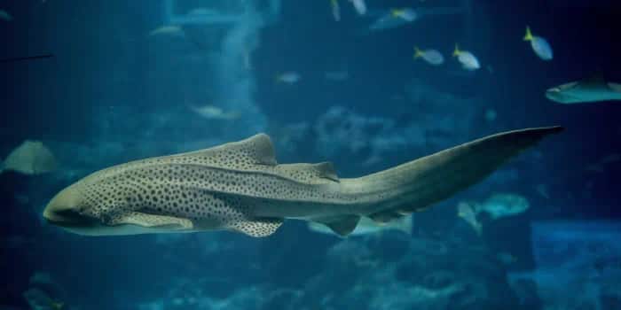 Zebra shark at S.E.A. Aquarium