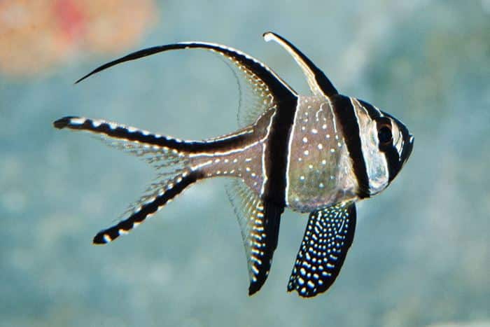 Cardinalfish at S.E.A. Aquarium