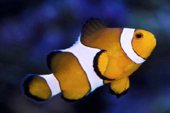 Clownfish at S.E.A. Aquarium