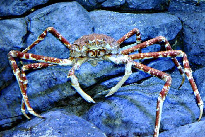 Giant spider crab at S.E.A. Aquarium