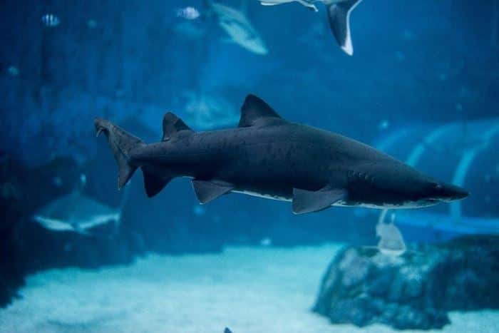 Sand tiger shark at S.E.A. Aquarium