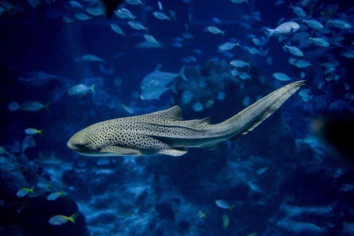 Zebra shark at S.E.A. Aquarium