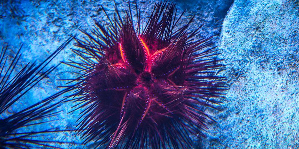 Red Sea Urchin 1000x500